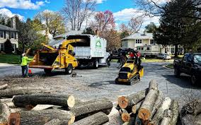 Trusted Mesilla, NM Tree Removal and Landscaping Services Experts